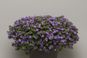 Bacopa ‘MegaCopa’ (Burpee, Ball Horticultural Co., Santa Paula, CA)