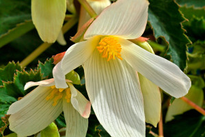 Begonia boliviensis F1 'Santa Barbara‘ (Benary, Watsonville, CA)