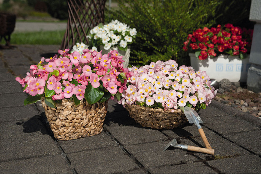 Begonia semperflorens F1 Sprint Plus Series  (Benary, Watsonville, CA)