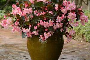 Begonia Megawatt (PanAmerican Seed, Ball Horticultural Co., Santa Paula, CA)