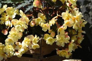 Begonia ‘Tweetie Pie’ (Dümmen Orange, BarrelHouse Brewing Co., Paso Robles, CA, and Edna Valley Vineyard, San Luis Obispo, CA)