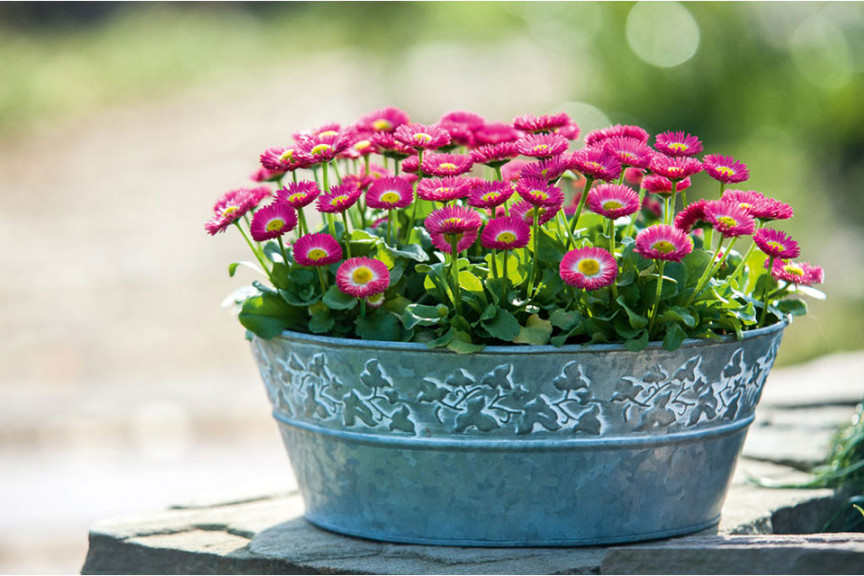 Bellis perennis 'Speedstar Plus' (Benary, Watsonville, CA)