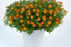 Bidens ‘Blazing Glory’ (Danziger “Dan” Flower Farm at Headstart Nursery, Gilroy, CA)