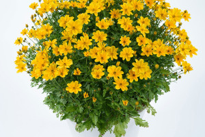 Bidens ‘Golden Empire’ (Danziger “Dan” Flower Farm at Headstart Nursery, Gilroy, CA)