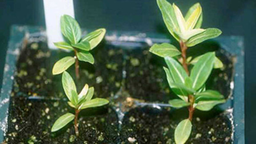 How To Identify Different Root Rots In The Greenhouse