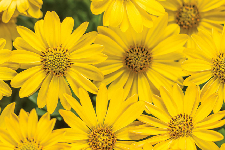  Osteospermum 'Bright Lights Yellow' (Proven Winners, Kirigin Cellars Winery, Gilroy, CA)
