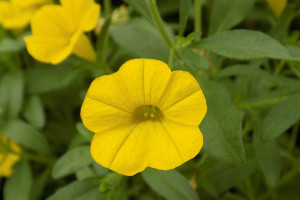 Calibrachoa Aloha Ultra Yellow (Dümmen Orange, BarrelHouse Brewing Co., Paso Robles, CA, and Edna Valley Vineyard, San Luis Obispo, CA)