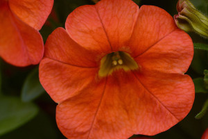 Calibrachoa ‘Cabaret Orange’ (Ball FloraPlant, Ball Horticultural Co., Santa Paula, CA)