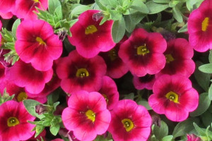 Calibrachoa ‘Cruze Red Delicious’ (Green Fuse Botanicals, Santa Paula, CA)