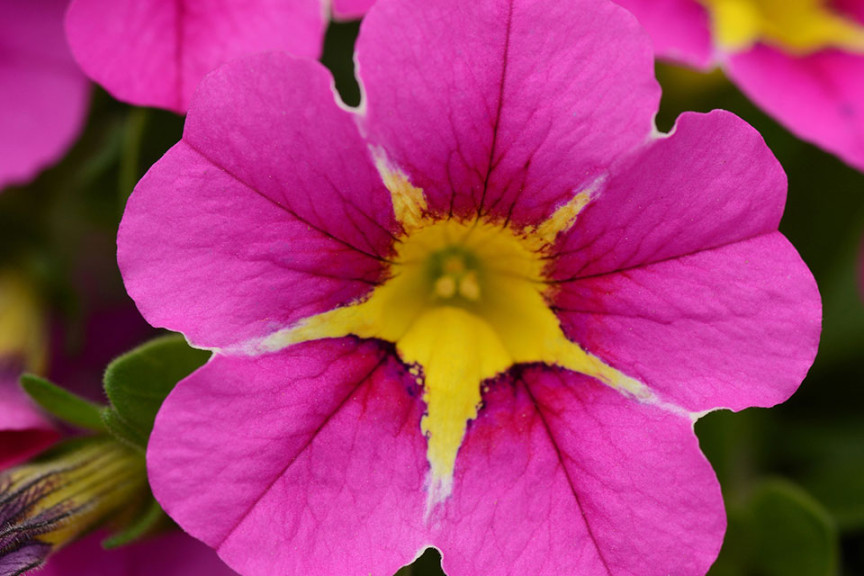 Calibrachoa StarShine (Selecta, Ball Horticultural Co., Santa Paula, CA)
