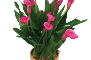 Calla ‘Callafornia Lip Gloss’ (Golden State Bulb, Moss Landing, CA) 