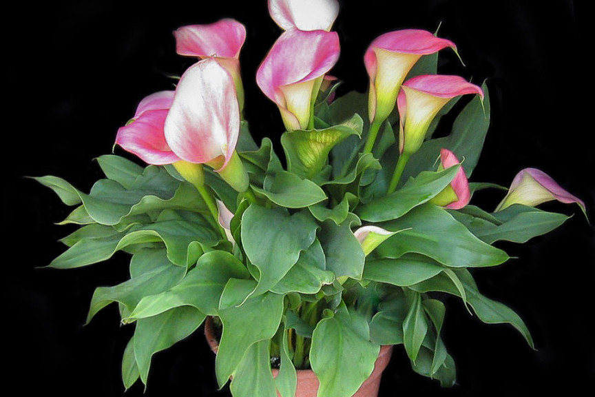 Calla ‘Callafornia Peach Pazazz’ (Golden State Bulb, Moss Landing, CA)