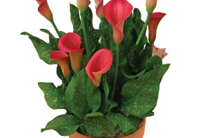 Calla ‘Callafornia Peppermint Twist’ (Golden State Bulb, Moss Landing, CA)