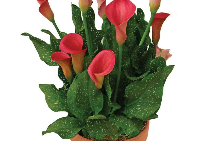 Calla ‘Callafornia Peppermint Twist’ (Golden State Bulb, Moss Landing, CA)