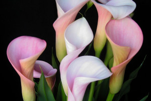 Calla ‘Callafornia Strawberry Blush’ (Golden State Bulb, Moss Landing, CA) 