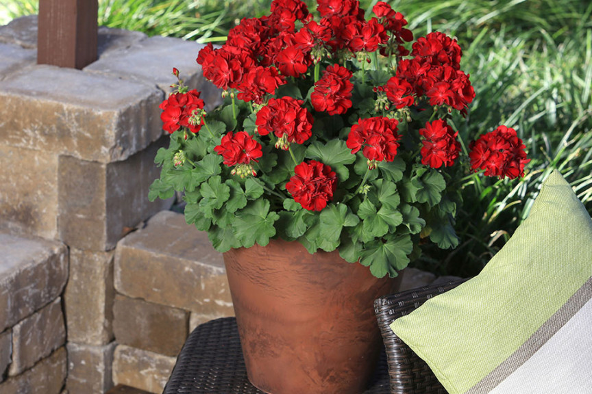 Geranium ‘Calliope Medium Dark Red’ (Syngenta Flowers, Gilroy, CA)