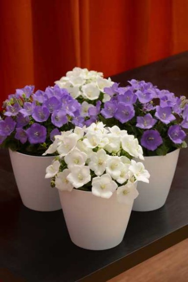 19 New Deer-Resistant Perennials