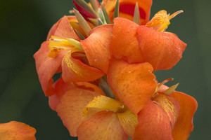 Canna ‘Cannova Orange Shades’ (Ball Ingenuity, Ball Horticultural Co., Santa Paula, CA)