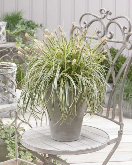 Carex ‘Feather Falls’ (Pacific Plug & Liner, Watsonville, CA)  