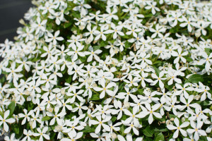 Catharanthus Soiree (Suntory Flowers at GroLink, Oxnard, CA)
