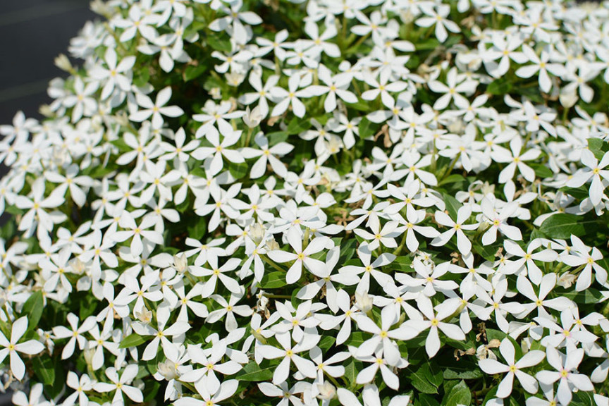 Catharanthus Soiree (Suntory Flowers at GroLink, Oxnard, CA)