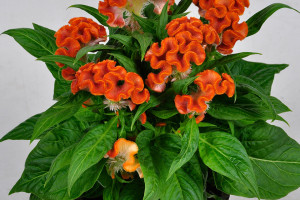 Celosia ‘Twisted Orange’ (Ball Ingenuity)