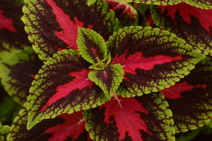 Coleus ‘French Quarter’ (Ball FloraPlant, Ball Horticultural Co., Santa Paula, CA)