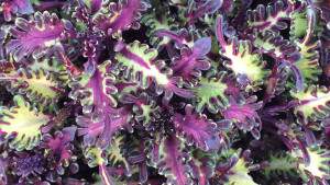 Hort Couture Builds Relationships With Independent Breeders