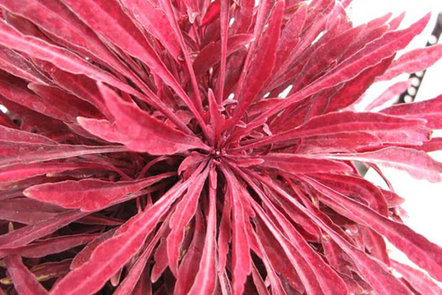 Under The Sea Coleus Collection (Hort Couture at GroLink, Oxnard, CA)