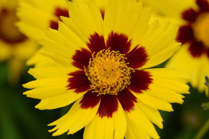 Coreopsis ‘SunKiss’ (Kieft Seed, Ball Horticultural Co., Santa Paula, CA)
