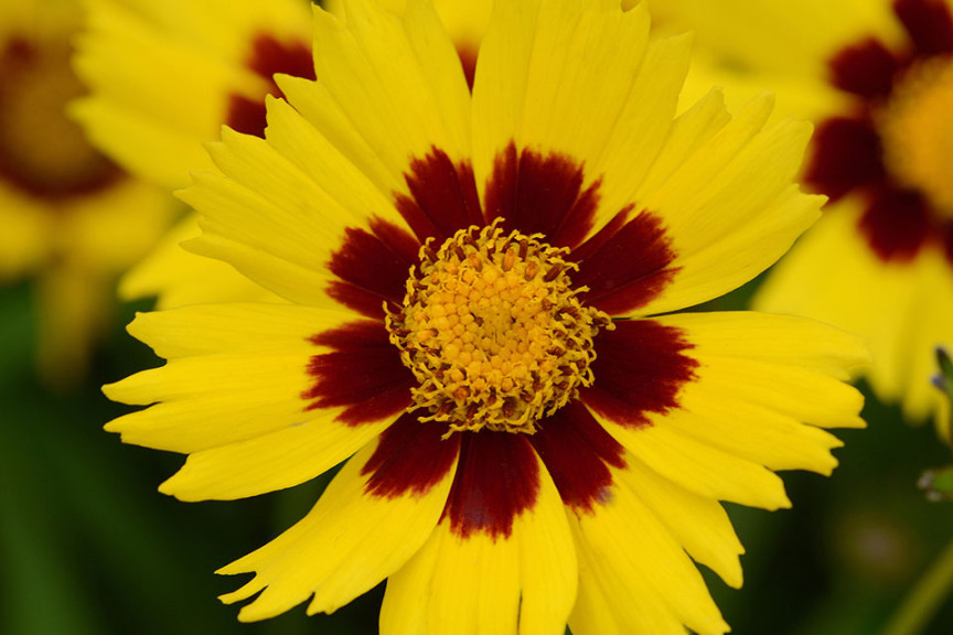 Coreopsis ‘SunKiss’ (Kieft Seed, Ball Horticultural Co., Santa Paula, CA)