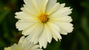 Growing Tips On Coreopsis UpTick Series From John Wilson At Seville Farms