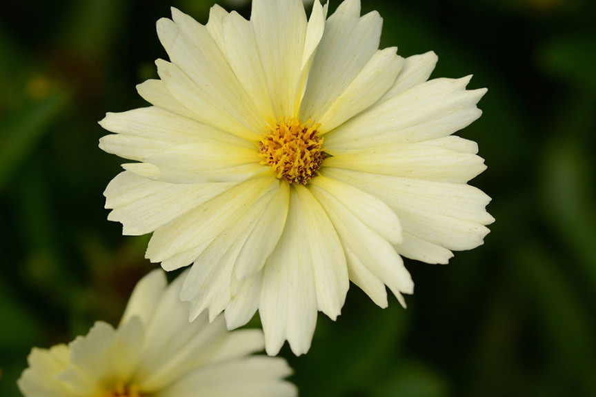 Coreopsis UpTick (Darwin Perennials, Ball Horticultural Co., Santa Paula, CA)