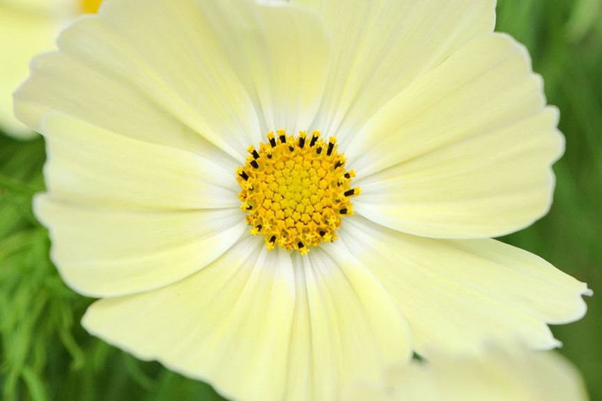 Cosmos bipinnatus ‘Lemonade’ (Thompson-Morgan at Speedling, San Juan Bautista)