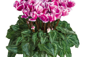 Cyclamen ‘Abanico’ (Morel Diffusion, at Ball Horticultural Co., Santa Paula, CA)