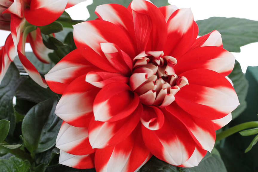 Dahlia ‘LaBella Medio Crimson Picotee’ (Beekenkamp, at Floricultura in Salinas, CA)