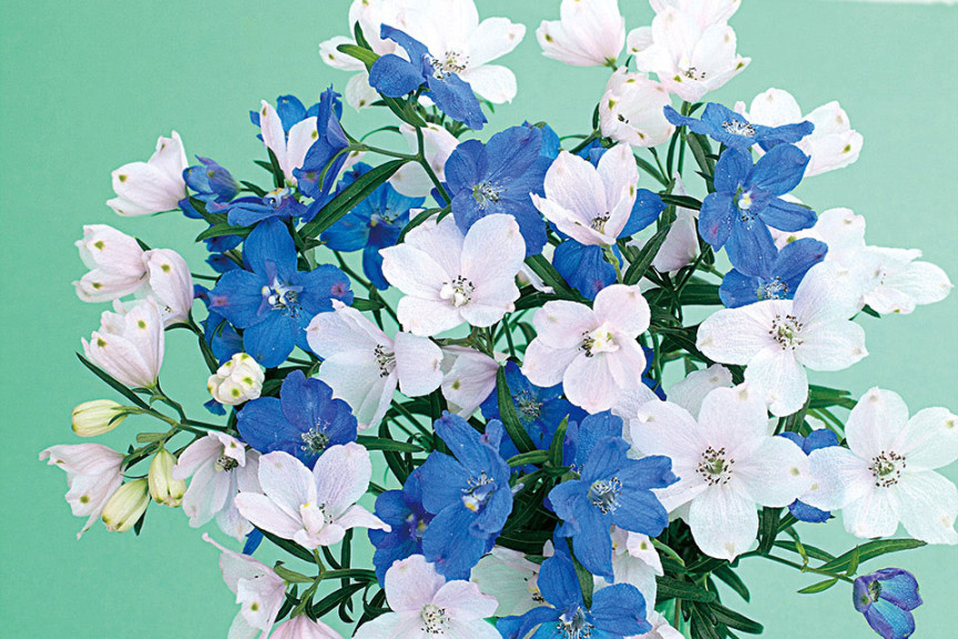 Delphinium Planet (Sakata Seed, Salinas, CA)