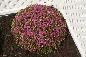 19 New Deer-Resistant Perennials