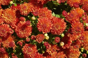 19 New Deer-Resistant Perennials