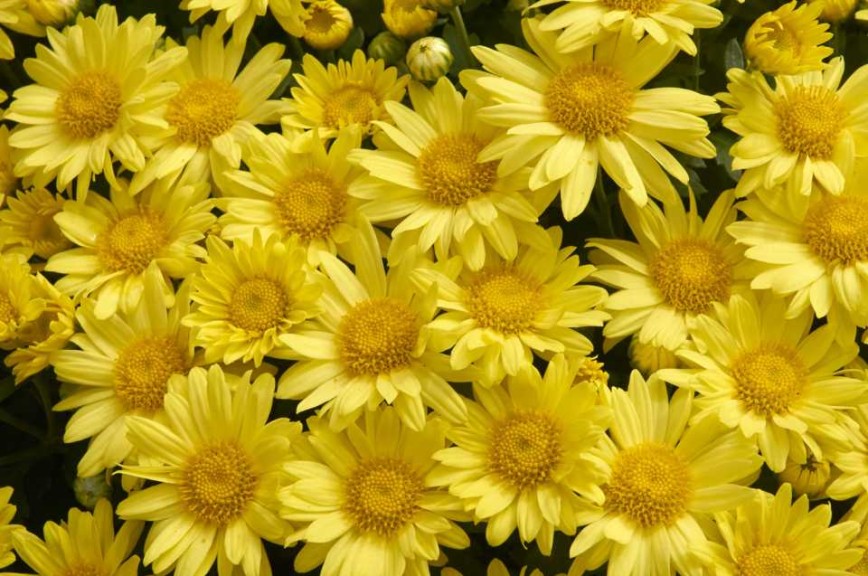 19 New Deer-Resistant Perennials