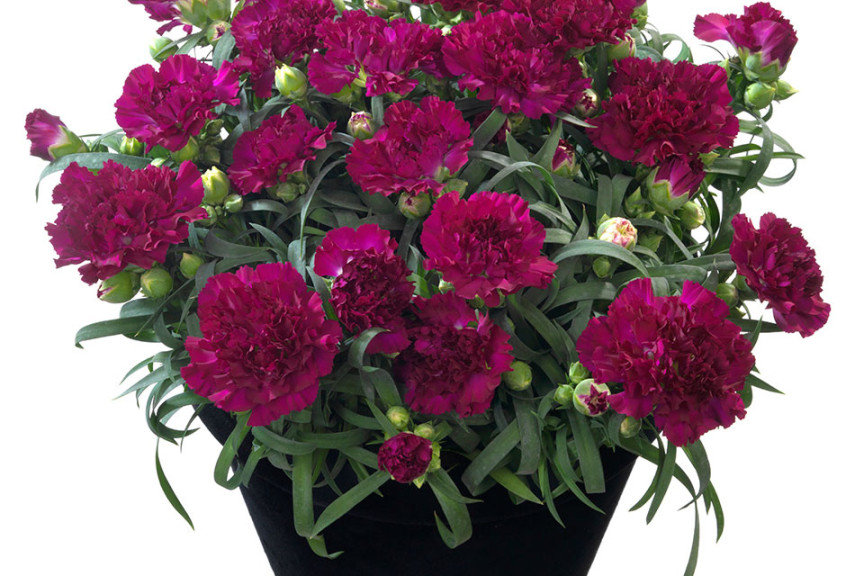 Dianthus Flow Series (Flamingo Holland, at GroLink, Oxnard, CA)