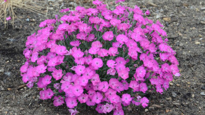 Proven Winners Focuses On A Better Consumer Garden Experience