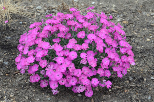 Dianthus ‘Paint the Town Fuchsia’ (Proven Winners Perennials, Kirigin Cellars Winery, Gilroy, CA)