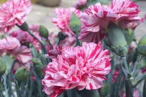 Dianthus ‘Devon Cottage Pinball Wizard’ (PlantHaven at GroLink, Oxnard, CA)