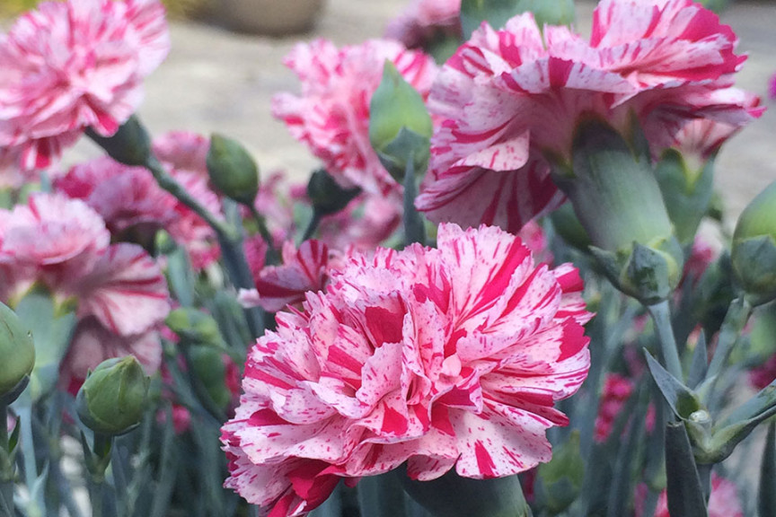 Dianthus ‘Devon Cottage Pinball Wizard’ (PlantHaven at GroLink, Oxnard, CA)