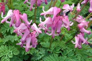 Dicentra 'Amore Pink' from Terra Nova (2015 Massachusetts Horticultural Society Field Trials)
