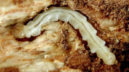 Canada Implements New Voluntary Biosecurity Standard For Greenhouse Industry