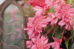 Begonia x hybrida F1 'Funky Pink' (Benary, Watsonville, CA)