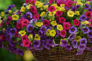 Fuseables Paradise Island (PanAmerican Seed, Ball Horticultural Co., Santa Paula, CA)