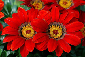 Gazania Enorma Series (Hem Genetics, at Speedling, San Juan Bautista, CA)